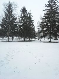 Trees on landscape