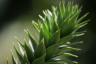 Close-up of fresh green plant