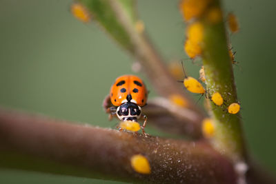 Close-up of ladybug and insects on plant