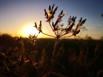 Close-up of plant on field against sky during sunset