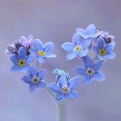 Close-up of purple flowering plant