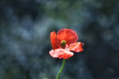 Close-up of red poppy flower