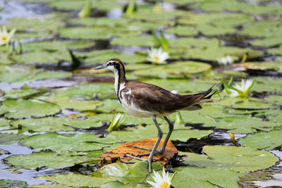 Bird perching on a lake