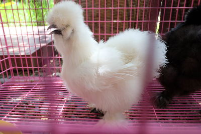 Close-up of bird in cage