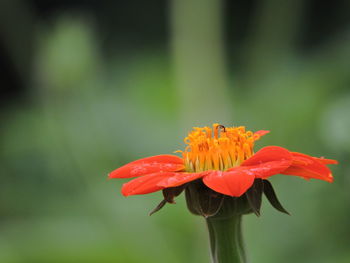 Close-up of red flower