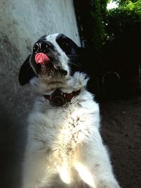 Close-up portrait of dog sitting outdoors