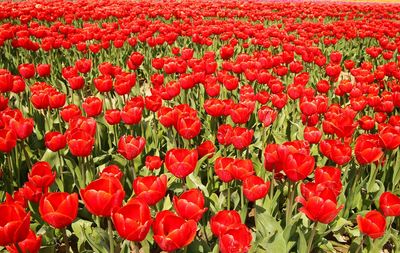 Full frame shot of red tulips in field