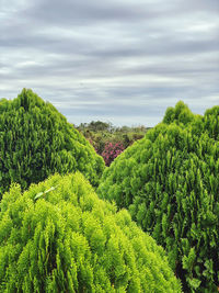 High angle view of trees on field against sky