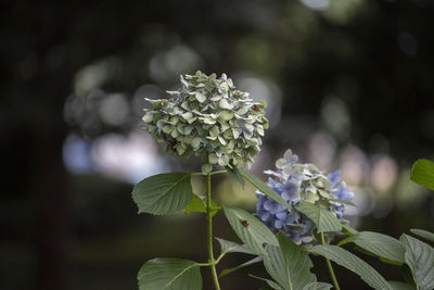 Close-up of purple flowering plant