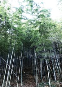 View of bamboo trees in forest