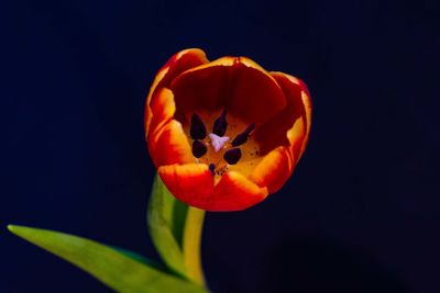 Close-up of pumpkin against black background