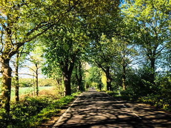 Empty road along trees in forest