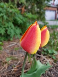 Close-up of red rose on field