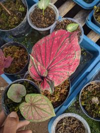 High angle view of person holding potted caladium plant