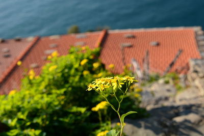 Plant growing on roof