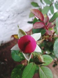 Close-up of red flowers