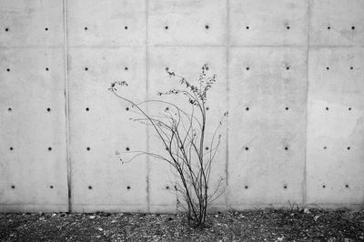 Dry plant against wall