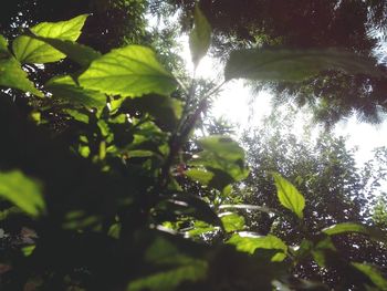 Low angle view of fruits growing on tree in forest