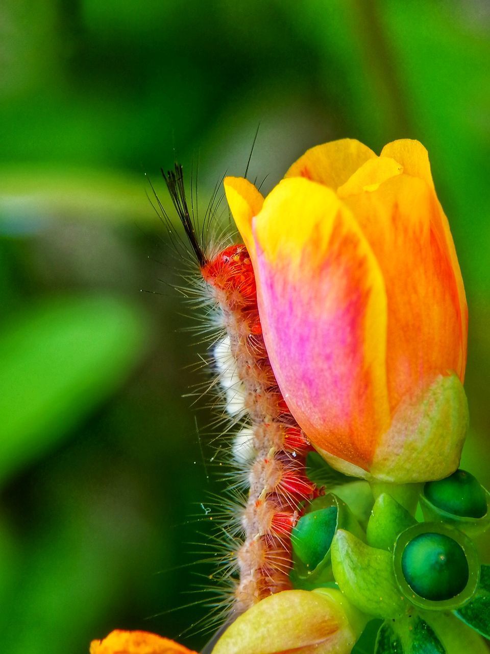 CLOSE-UP OF FLOWER