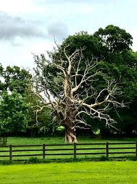 Trees on field against sky