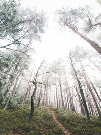 Low angle view of trees in forest against sky