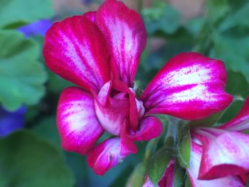 Close-up of pink flowers