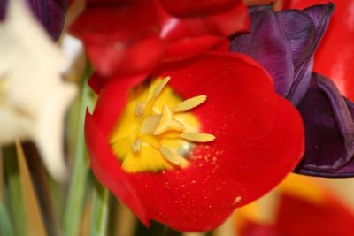 Close-up of red flower