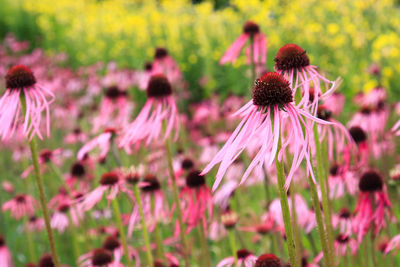 Close-up of pink flowers