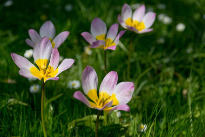 Close-up of crocus blooming outdoors