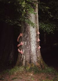 Hands holding tree trunk in forest