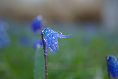 Close-up of water drops on purple flower