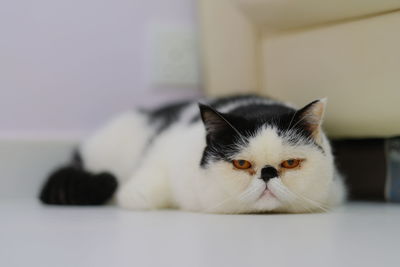 Close-up portrait of a cat