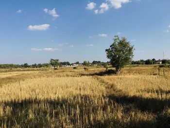 Scenic view of agricultural field against sky