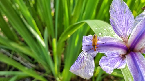 Close-up of purple flowers blooming outdoors