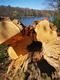 Close-up of log on tree stump in forest