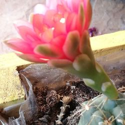 Close-up of pink flowering plant