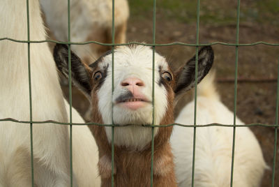 Close-up portrait of a goat