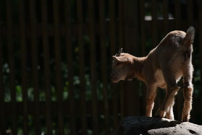 Dog standing on wood
