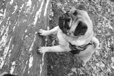 High angle view of dog relaxing on tree trunk