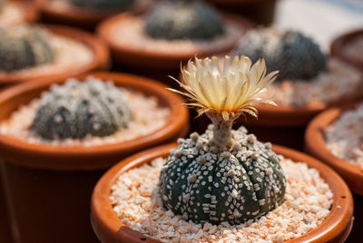 Close-up of potted plant on table