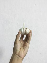 Close-up of hand holding bread against white wall