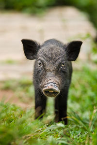 Portrait of pig on field