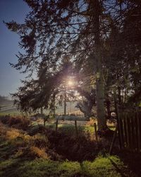 Trees on field against sky