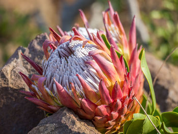 Close-up of fynbos flower on rock