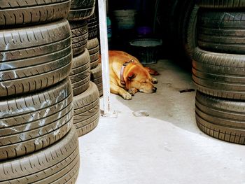 View of a dog relaxing in car