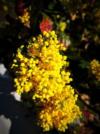 Close-up of yellow flowering plant