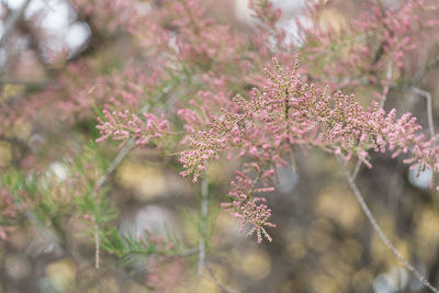 Blooming branches of tamarix in park. spring background with pink flowering plants