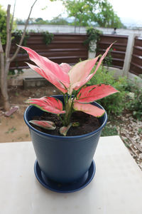 Close-up of potted plant on table