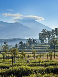 Scenic view of agricultural field against sky