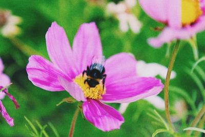 Close-up of bee pollinating on pink flower